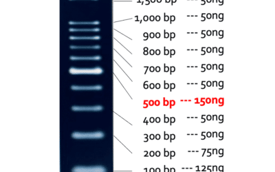 100bp DNA Marker