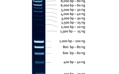 1 KB DNA Marker