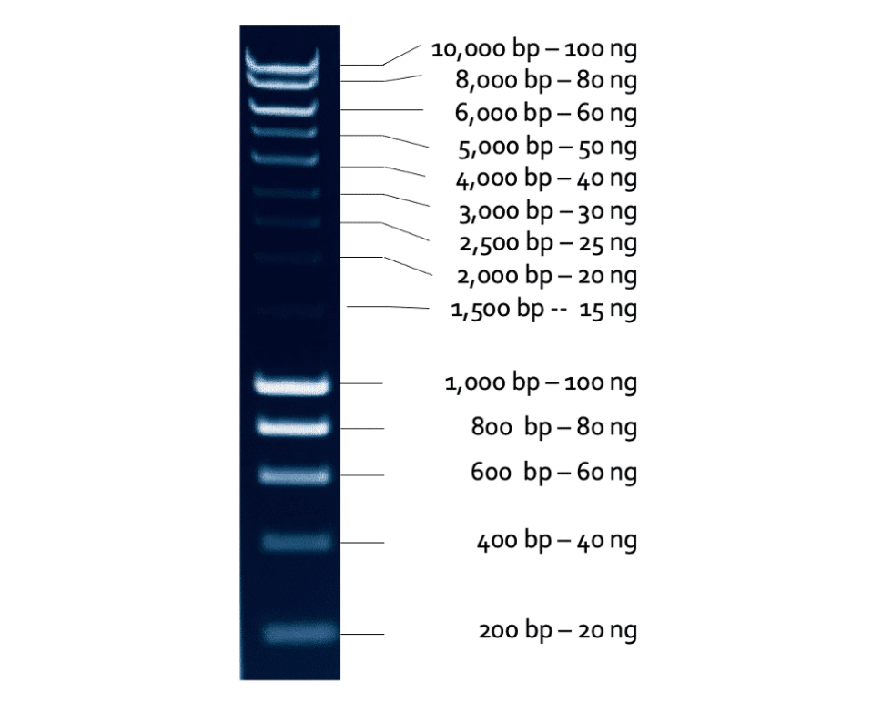 1 Kb Dna Marker Biomiga