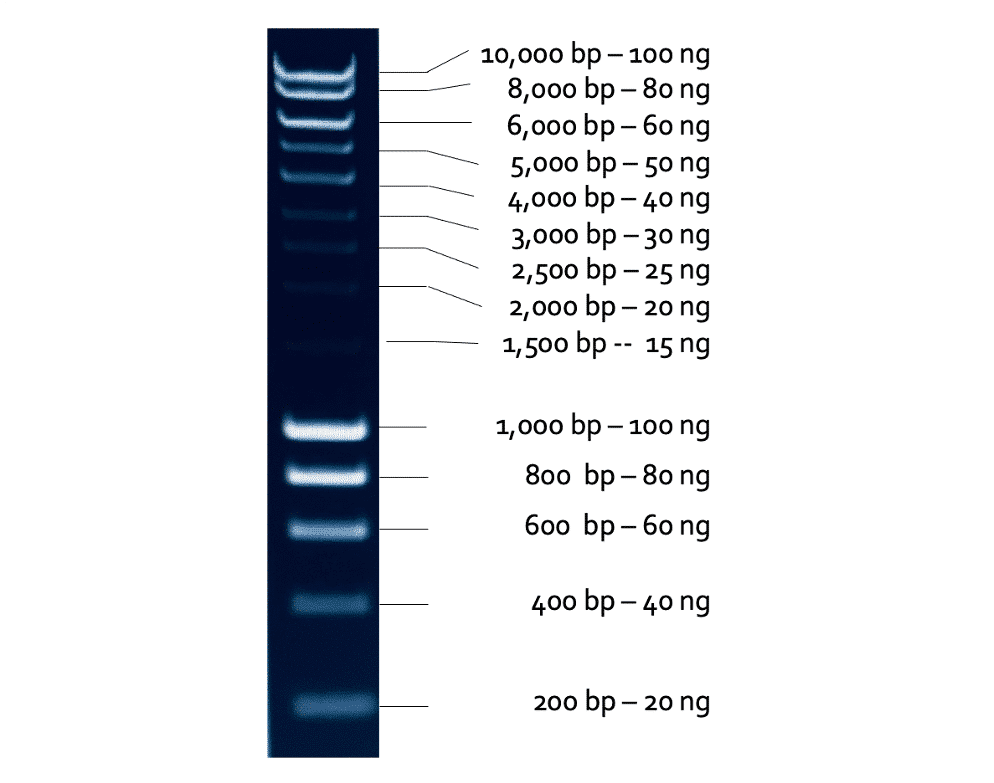 1 KB DNA Marker