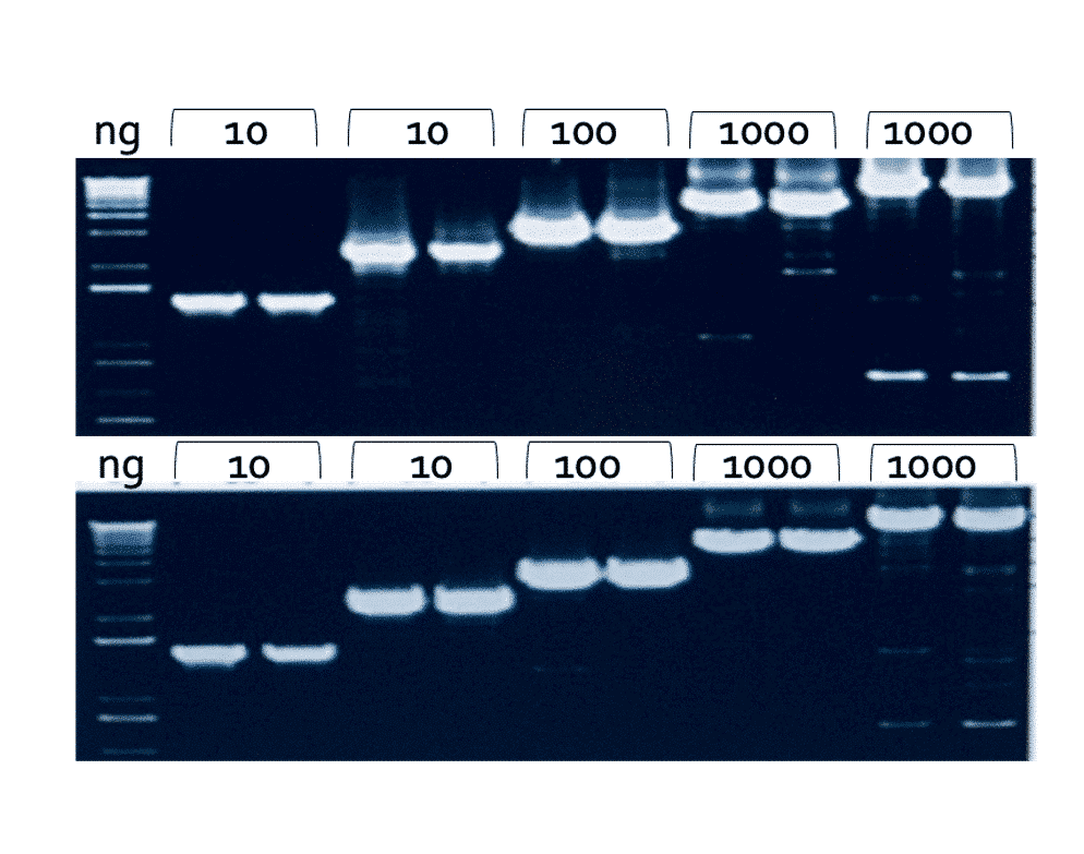1st cDNA Synthesis Kit